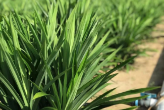 Pandan leaf Pandan leaf