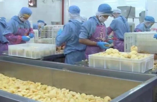 Mango Powder Preparation Process Mango Powder Preparation Process